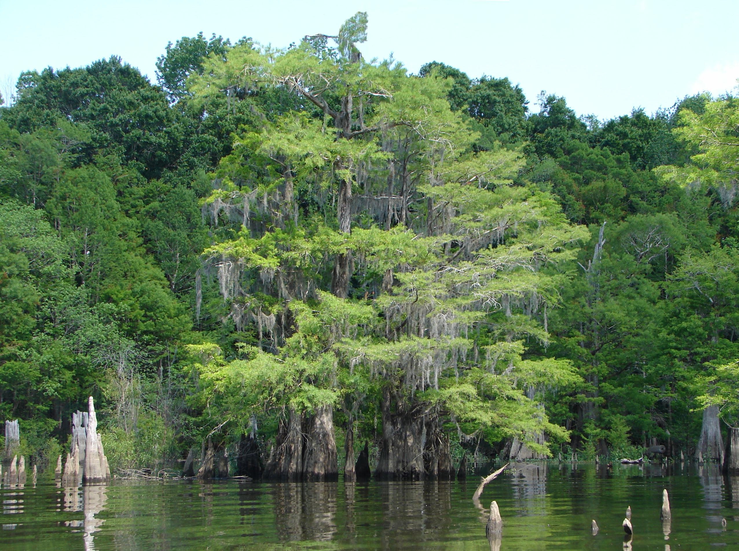 Cypress trees in Dead Lakes